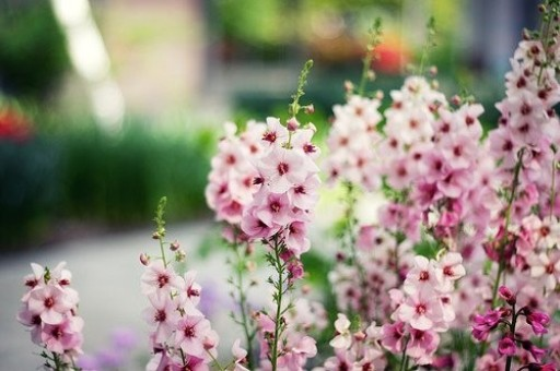 植田和男：若今年经济继续好转 日本央行将加息